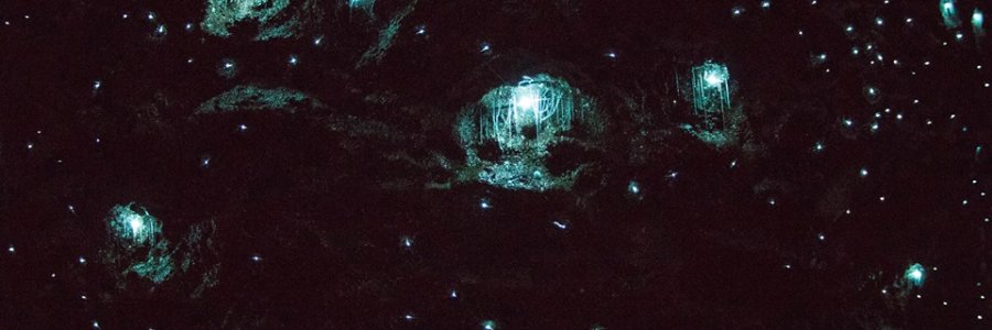 Photo From Tamborine Mountain Glow Worm Caves
